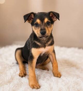 Rufus -  Mixed Breed Dog for Adoption in Lindenhurst, New York - Rufus | PetCurious