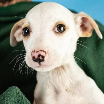 Lindy -  Retriever and Hound Dog Available for Adoption in Minneapolis, Minnesota - Lindy | PetCurious