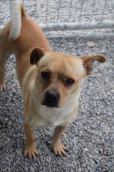 Chihuahua and Mixed Breed Dogs Available for Adoption - Mickey (A122503) | PetCurious