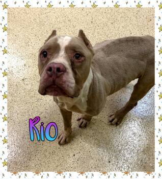 Rio -  American Bully Dog for Adoption in Muncie, Indiana - Rio | PetCurious