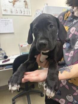 Lorraine -  Terrier and Mixed Breed Dog for Adoption in Palm Coast, Florida - Lorraine | PetCurious