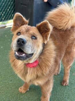 Rescue Chow Chow Dogs for Adoption in Fruit Heights, Utah - Hank | PetCurious