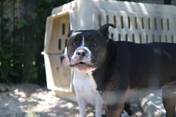Axel -  Boston Terrier and Mixed Breed Dog for Adoption in Plain City, Ohio - Axel | PetCurious