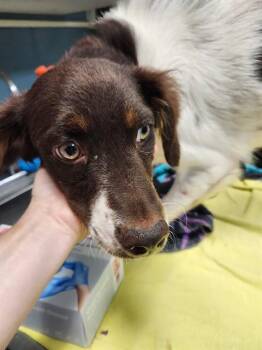 NOVA -  German Shorthaired Pointer and Mixed Breed Dog for Adoption in Newton, North Carolina - NOVA | PetCurious