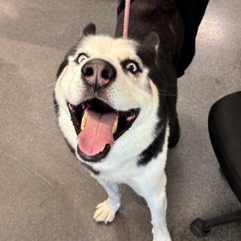 Eugene -  Mixed Breed Dog for Adoption in Allentown, Pennsylvania - Eugene | PetCurious