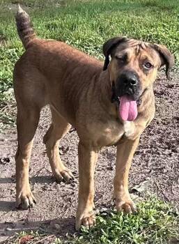 Hope -  Mastiff Dog for Adoption in Fort Myers, Florida - Hope | PetCurious