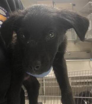Labrador Retriever and Mixed Breed Dogs Available for Adoption in Conroe, Texas - A427020 | PetCurious