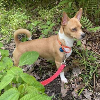 Chihuahua Dogs Available for Adoption in Medfield, Massachusetts - Nugget | PetCurious