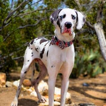 Ned -  Great Dane Dog Available for Adoption in Tehachapi, California - Ned | PetCurious