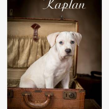 Kaplan -  Mixed Breed Dog for Adoption in Kannapolis, North Carolina - Kaplan | PetCurious