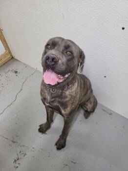 Cane Corso Dogs Available for Adoption in Fort Smith, Northwest Territories - Hugo | PetCurious
