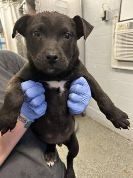 Booger -  Mixed Breed Dog for Adoption in Mobile, Alabama - Booger | PetCurious