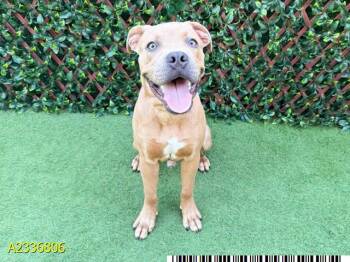JAMES DEAN -  Mixed Breed Dog for Adoption in West Palm Beach, Florida - JAMES DEAN | PetCurious