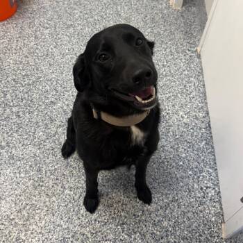 Black Labrador Retriever Dogs Available for Adoption in Great Falls, Montana - Maximus | PetCurious