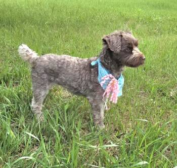 Charlie-Adopted -  Miniature Schnauzer and Yorkshire Terrier Dog for Adoption in Jamestown, North Dakota - Charlie-Adopted | PetCurious