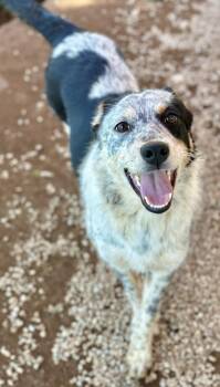 Lucy -  Australian Cattle Dog Blue Heeler and Australian Shepherd Dog for Adoption in Manhattan Beach, California - Lucy | PetCurious