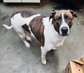 Mastiff and Hound Dogs Available for Adoption - Niles  | PetCurious