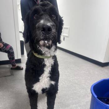 Mixed Breed Dogs Available for Adoption in Philadelphia, Pennsylvania - Dawson | PetCurious