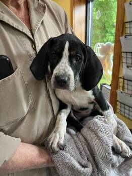 Stripe -  Coonhound Dog for Adoption in Lawrenceburg, Tennessee - Stripe | PetCurious