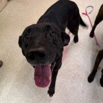 Labrador Retriever Dogs Available for Adoption - Pombo | PetCurious