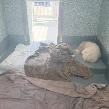 Zorro -  Poodle Dog for Adoption in Hawthorne, California - Zorro | PetCurious