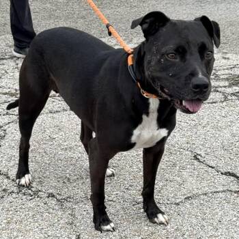 Zeus -  Pit Bull Terrier Dog for Adoption in Trenton, Missouri - Zeus | PetCurious