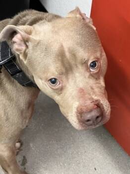 Rescue Mixed Breed Dogs for Adoption in West Chester, Pennsylvania - Jason | PetCurious