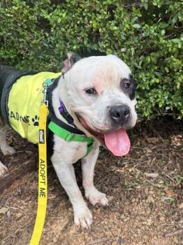 BIGSBY -  Mixed Breed Dog for Adoption in Dallas, Texas - BIGSBY | PetCurious