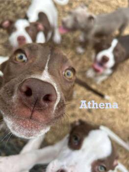 Rescue American Staffordshire Terrier Dogs for Adoption in Spring, Texas - Athena | PetCurious