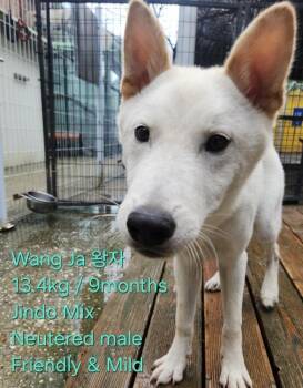 WANG JA -  Jindo Dog for Adoption in New York, New York - WANG JA | PetCurious