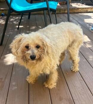 Bruno -  Poodle Dog for Adoption in St. Augustine, Florida - Bruno | PetCurious