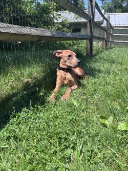 Bristol -  Hound and Labrador Retriever Dog for Adoption in Pottstown, Pennsylvania - Bristol | PetCurious