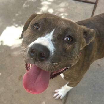 Rescue Mixed Breed Dogs for Adoption in San Francisco, California - Deja | PetCurious