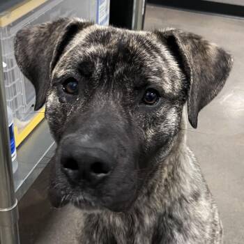 Plott Hound and Mixed Breed Dogs Available for Adoption - Ruger | PetCurious