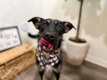 Wirehaired Terrier and Dutch Shepherd Dogs Available for Adoption - Lilly Cutie Patootie | PetCurious