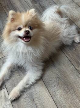 Rescue Pomeranian Dogs for Adoption in West Milwaukee, Wisconsin - Bruno $600 | PetCurious