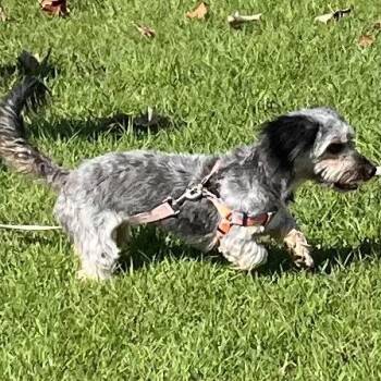 Dory -  Yorkshire Terrier and Dachshund Dog for Adoption in Oceanside, California - Dory | PetCurious