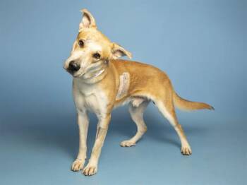 CHANCE -  Carolina Dog and Mixed Breed Dog for Adoption in Phoenix, Arizona - CHANCE | PetCurious