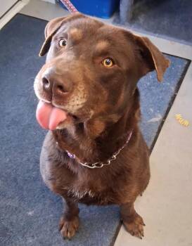 Cooper -  Chocolate Labrador Retriever Dog for Adoption in Hartford City, Indiana - Cooper | PetCurious