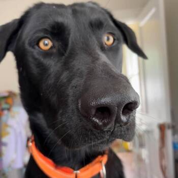 Knox -  Labrador Retriever and Great Dane Dog for Adoption in Overland Park, Kansas - Knox | PetCurious