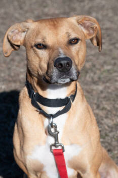 Rescue Mixed Breed Dogs for Adoption in West Chester, Pennsylvania - Buck | PetCurious