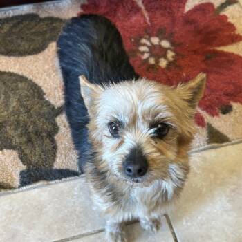 Sambucca "SAMI" -  Yorkshire Terrier Dog for Adoption in Sinking Spring, Pennsylvania - Sambucca "SAMI" | PetCurious