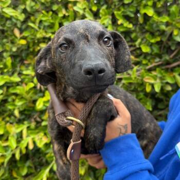 Rigby -  Black Mouth Cur and Mixed Breed Dog for Adoption in Goleta, California - Rigby | PetCurious