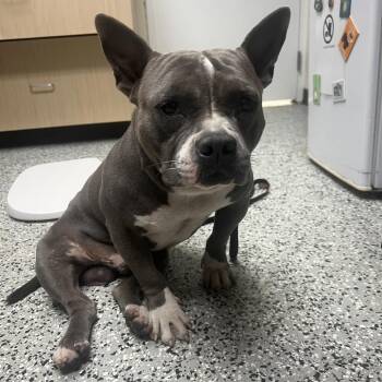 Johnny Cash -  American Staffordshire Terrier Dog for Adoption in Lakeland, Florida - Johnny Cash | PetCurious