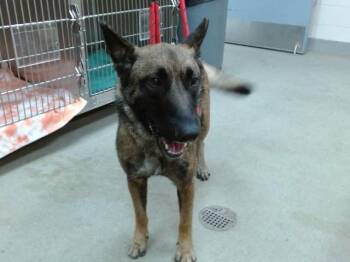 ALVIDA -  Belgian Shepherd Malinois and Mixed Breed Dog for Adoption in Salinas, California - ALVIDA | PetCurious