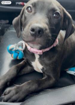 Rescue English Bulldog and Labrador Retriever Dogs for Adoption in Houston, Texas - Lisa | PetCurious