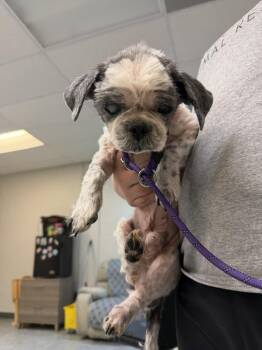 Shih Tzu Dogs Available for Adoption - Scuffles | PetCurious