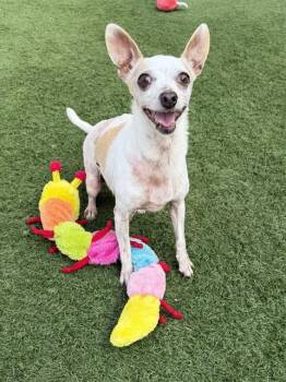 Chihuahua Dogs Available for Adoption in Sacramento, California - PANCHITA | PetCurious