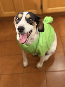 Rescue Mixed Breed Dogs for Adoption in Chattanooga, Tennessee - Harley | PetCurious