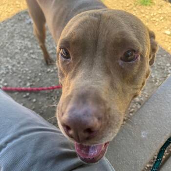 Carmen -  Mixed Breed Dog for Adoption in Philadelphia, Pennsylvania - Carmen | PetCurious